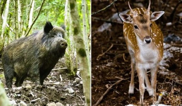 Proponen declarar al jabalí, al chancho silvestre y al ciervo Axis como plagas invasoras y dañinas