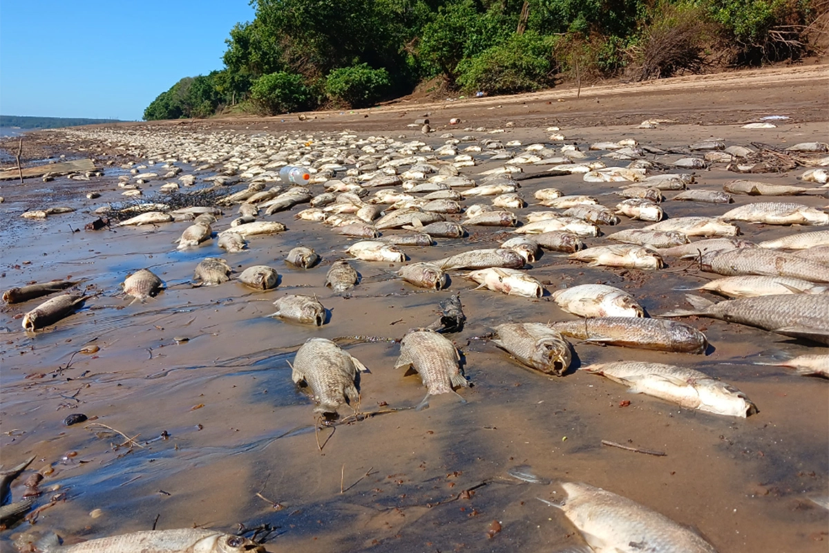 Gran cantidad de peces aparecieron muertos a orillas de un arroyo de Concordia Gran cantidad de peces aparecieron muertos a orillas de un arroyo de Concordia