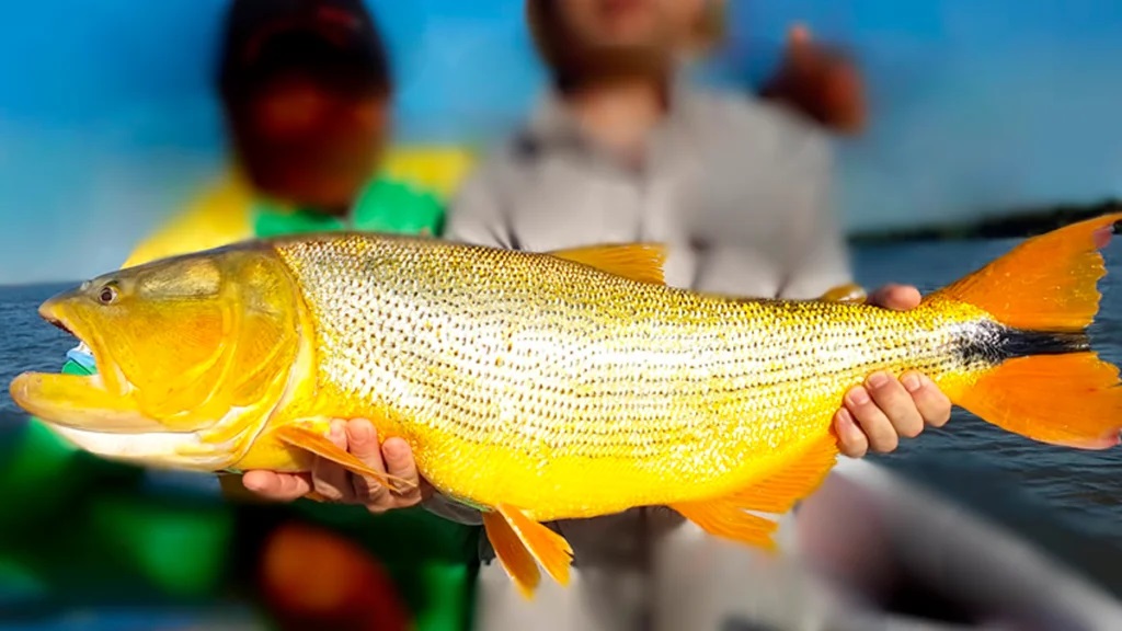 Por unanimidad, se sancionó la Ley que prohíbe su pesca comercial en Entre Ríos