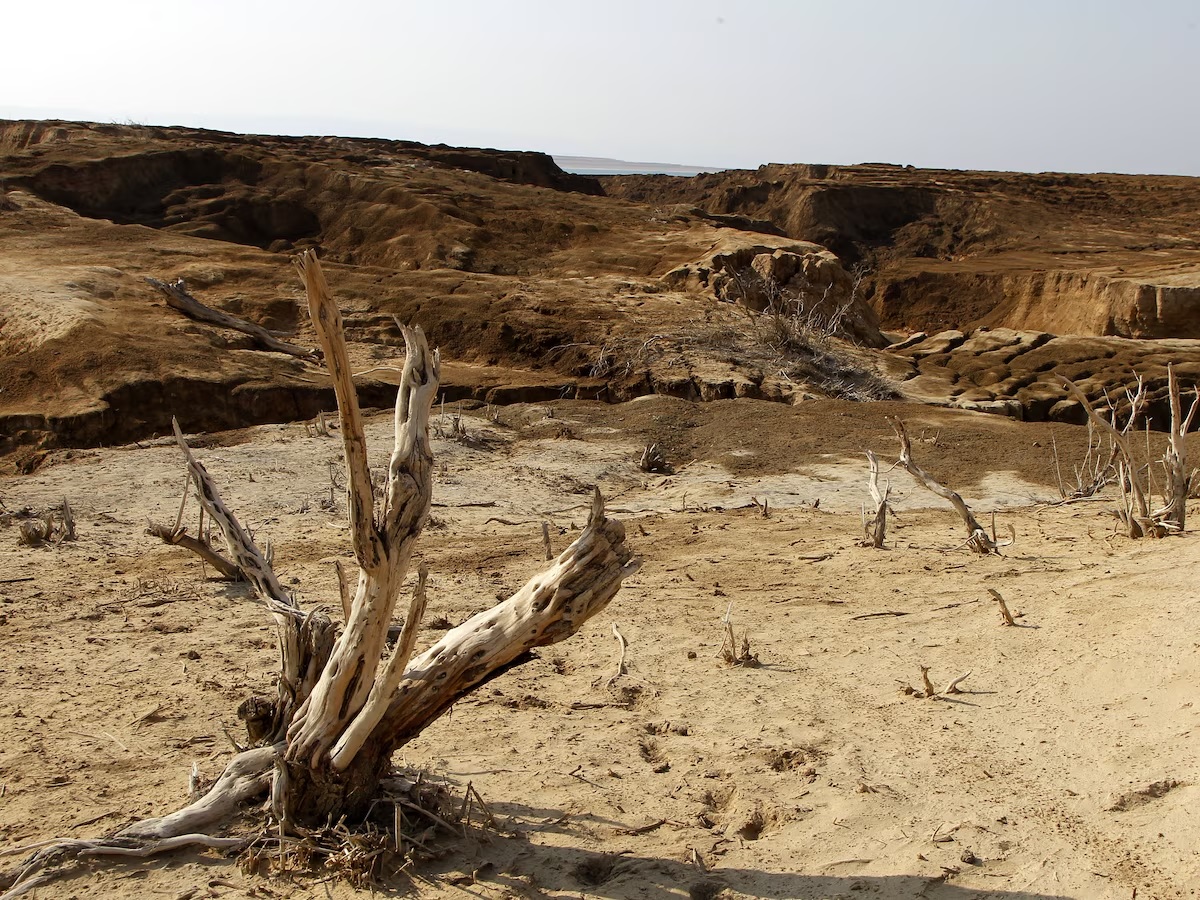 Alertan que el 78% de la tierra está más seca que en 1990: qué pasa en Argentina