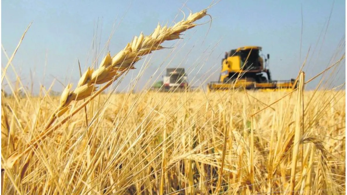 La producción de trigo cayó un 14 % en Entre Ríos