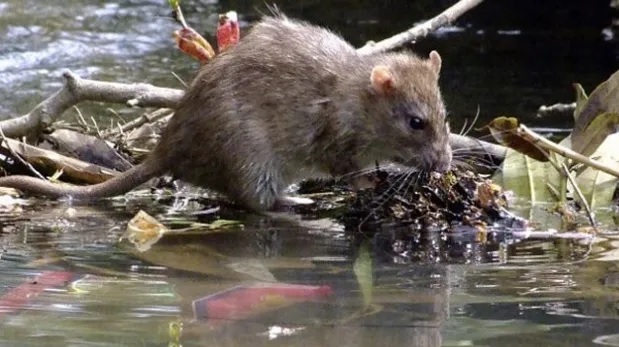 Salud emitió recomendaciones para prevenir el hantavirus y la leptospirosis en Entre Ríos