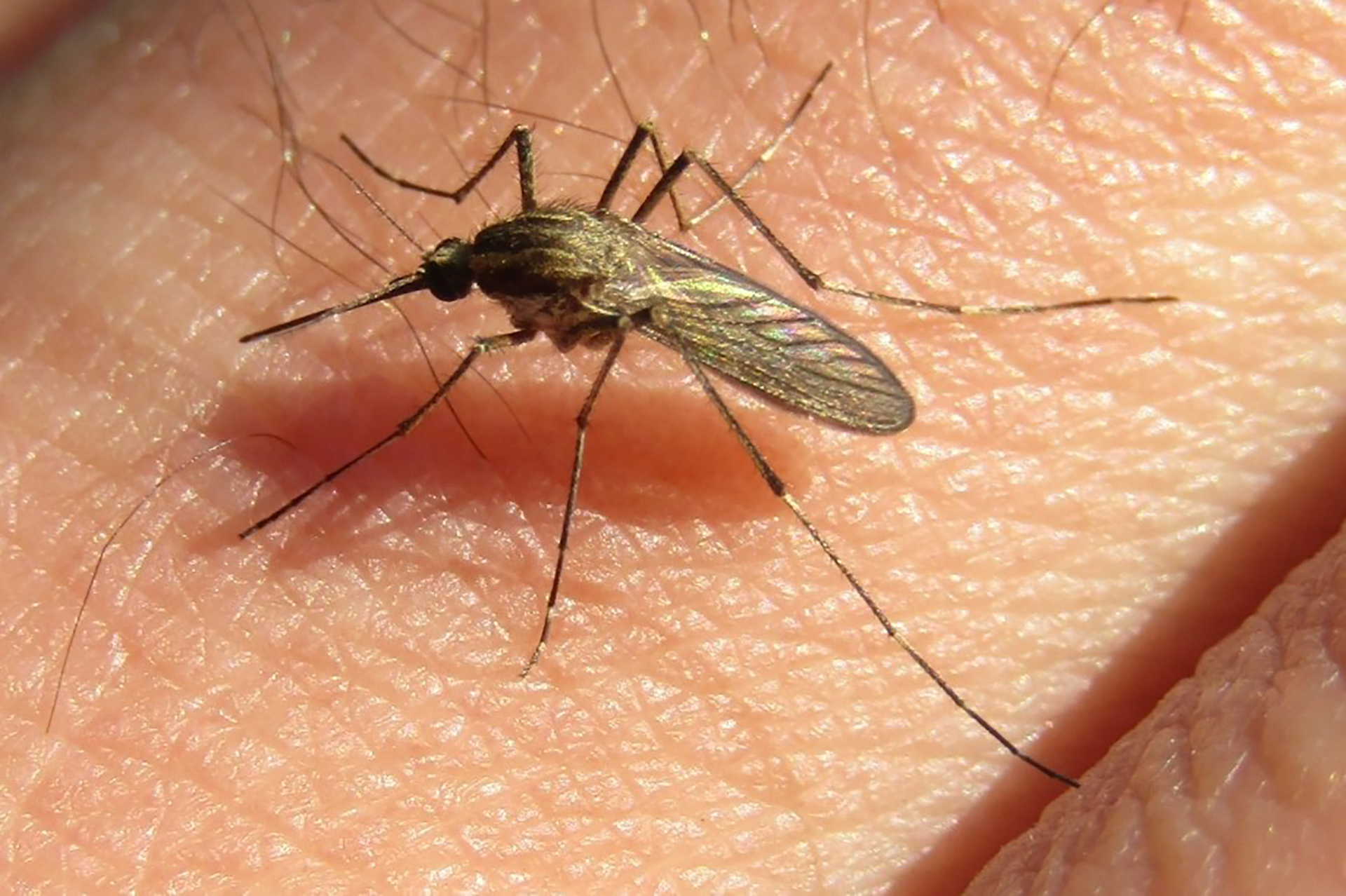 Mosquitos en Entre Ríos: Salud aclaró que la especie circulante no transmite dengue