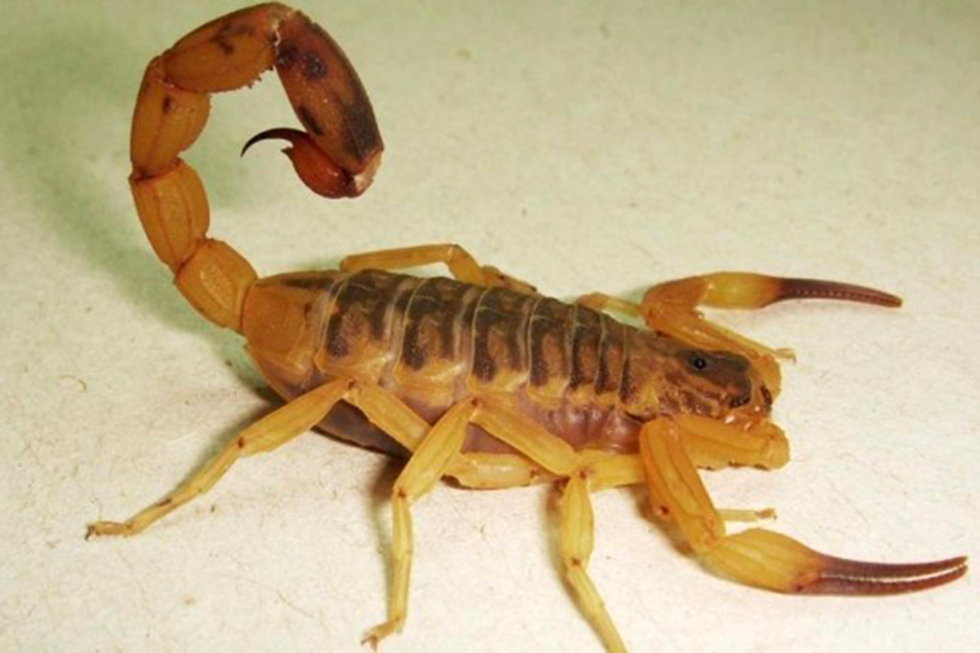 Alacranes: el calor y la humedad favorecen su reproducción