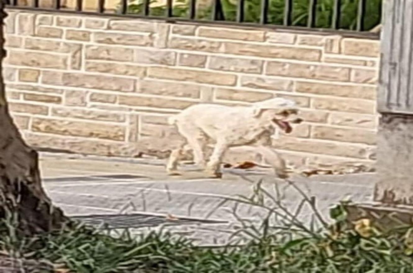 Se intensifica la búsqueda de Sammy, un perro perdido en Paraná