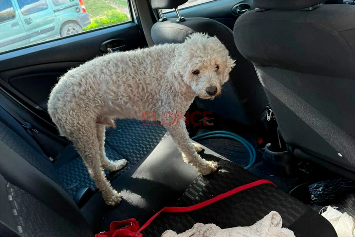 “Feliz reencuentro”: hallaron a Sammy, el caniche que se había perdido en Navidad
