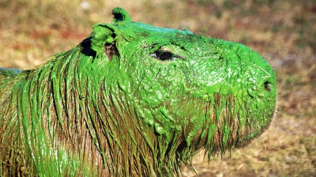 Qué son las cianobacterias que provocaron el inusual color verde de los carpinchos en Entre Ríos Qué son las cianobacterias que provocaron el inusual color verde de los carpinchos en Entre Ríos