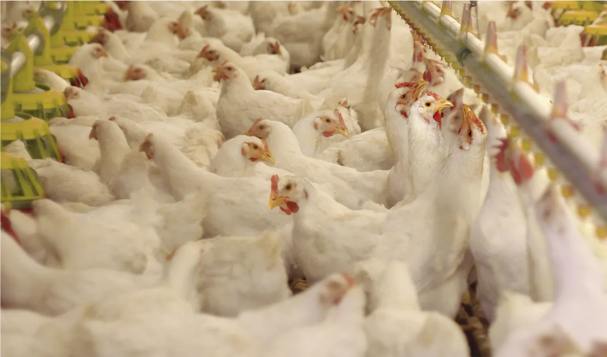 Brasil por un brote de gripe aviar que frena las exportaciones e instala barreras sanitarias