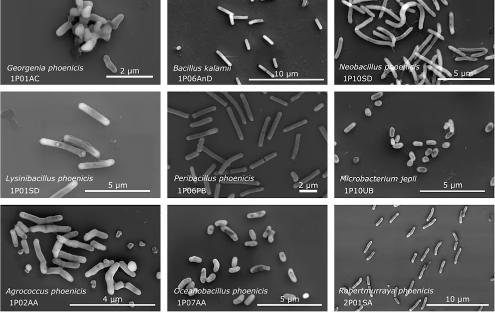 Descubrieron 26 bacterias inéditas ocultas en las instalaciones de una nave espacial de la NASA