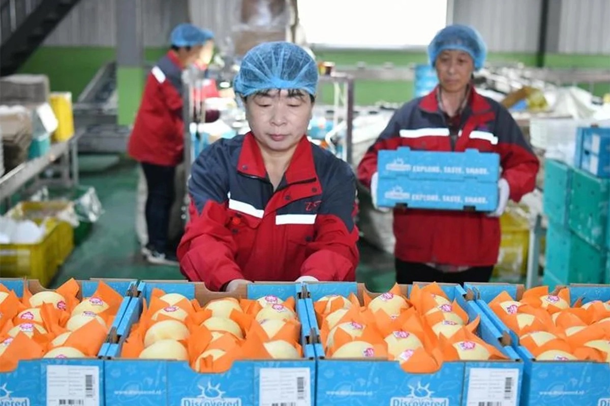 China anunció que comenzó a exportar peras a la Argentina