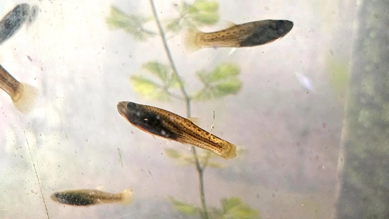 Peces gratis contra el dengue: la novedosa iniciativa de la UBA