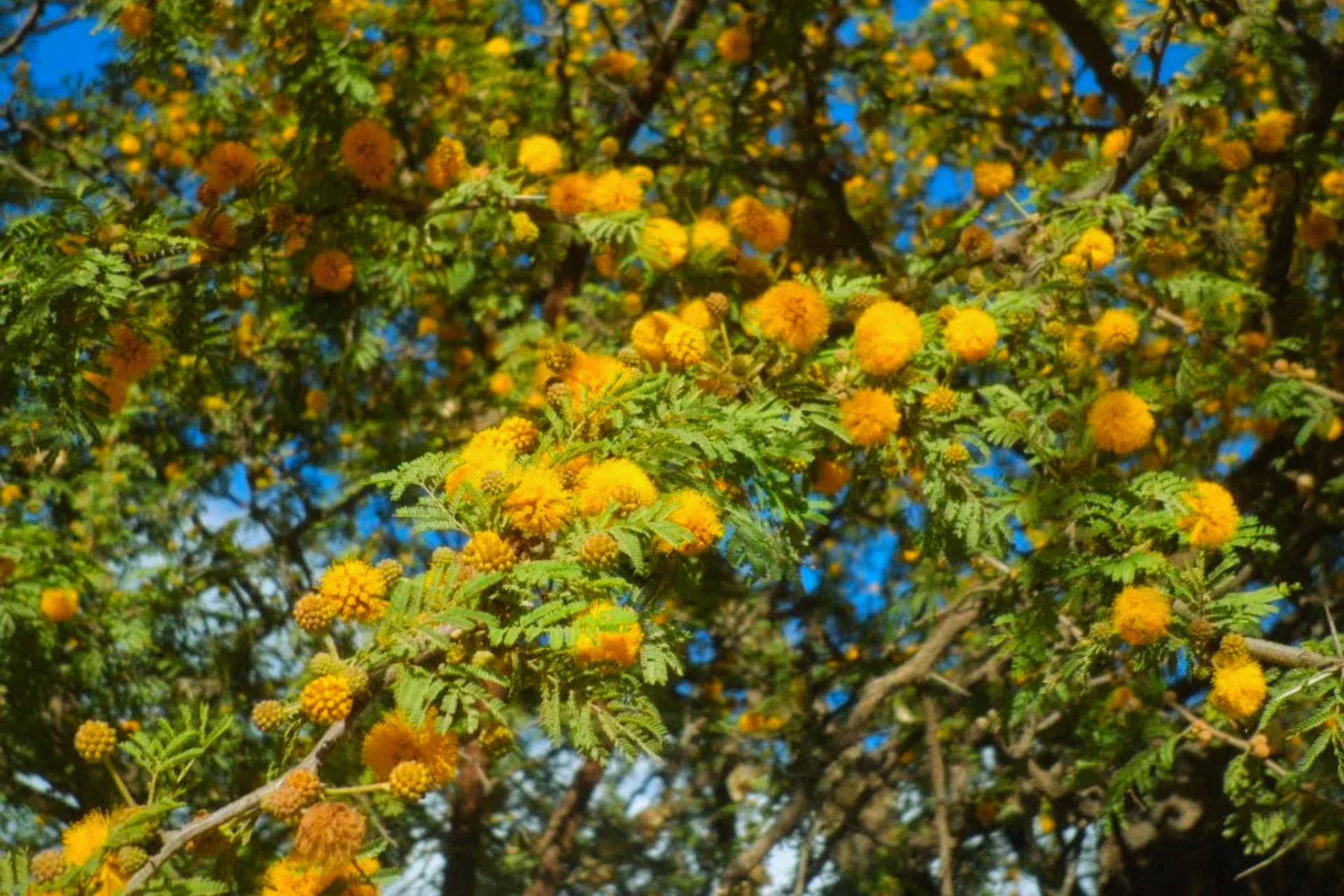 El museo provincial Antonio Serrano celebrará el Día del Árbol Entrerriano