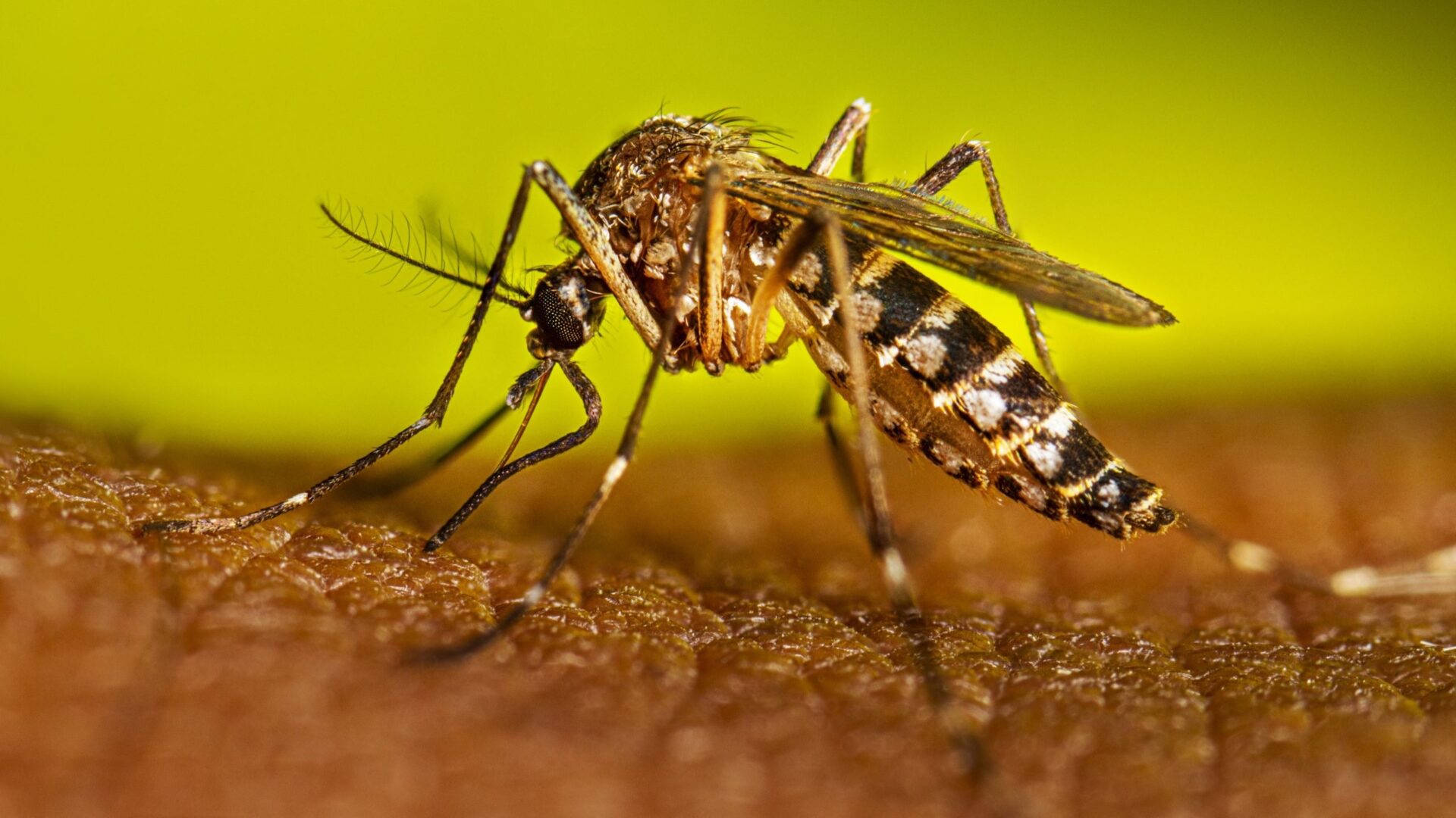 Dengue: ponen el foco en el mosquito, vector de un sinnúmero de enfermedades